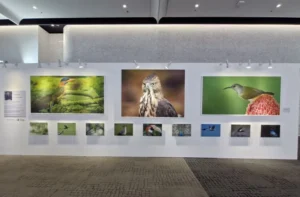 เอปสันยกระดับประสบการณ์ภาพถ่ายในงานเปิดตัว Sony Alpha 7R VI ถ่ายทอดทุกมิติของภาพผ่านเทคโนโลยีการพิมพ์ระดับมืออาชีพ